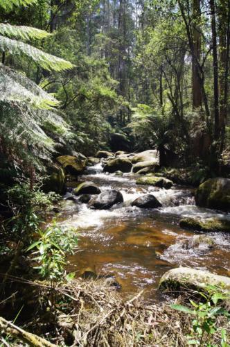 Yarra Ranges National Park
