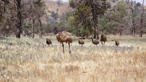 Flinders Ranges - Farmstead 2