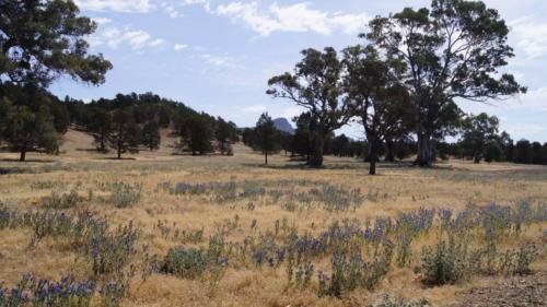 Flinders Ranges - Farmstead 5