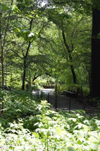 Central Park 3